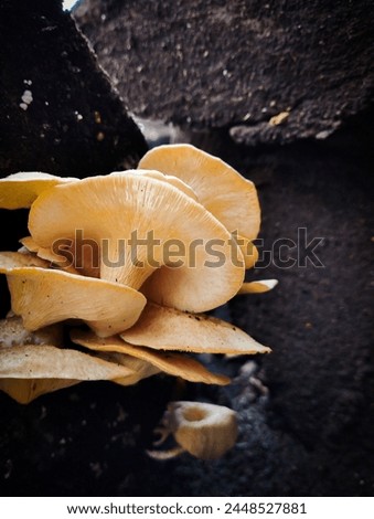 Picture of mushrooms growing on a wet wood. Mushroom growing on damp condition 