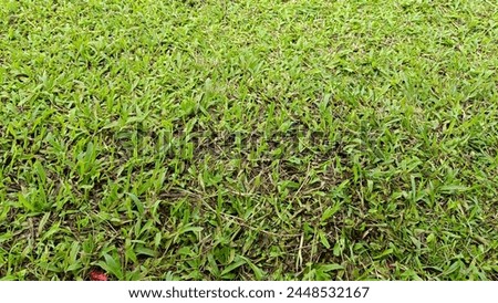 Green grass in front of the house
