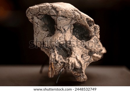 Sahelanthropus tchadensis is an extinct species of the hominid dated to about 7 million years ago Royalty-Free Stock Photo #2448532749