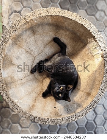 A cute black cat is swimming in a small pond