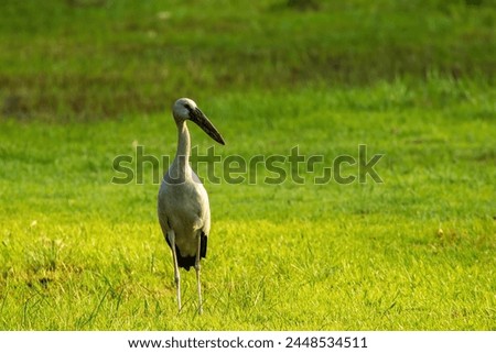 The Asian Openbill (Anastomus oscitans) is a distinctive stork species characterized by its unique bill, which has a distinctive gap between the upper and lower mandibles, resembling a 'bill clasp' Royalty-Free Stock Photo #2448534511