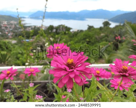 Pink flowers with natural views of the bay, trees and houses in the countryside.