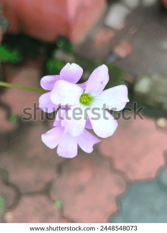 Stunning close-up of small pale pink flowers of Oxalis triangularis(false shamrock) plant ultra hd hi-res jpg stock image photo picture selective focus vertical background blurred background top view