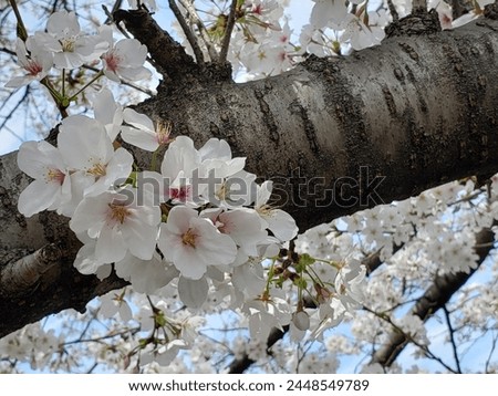  White Cherry Blossom Flower Pictures