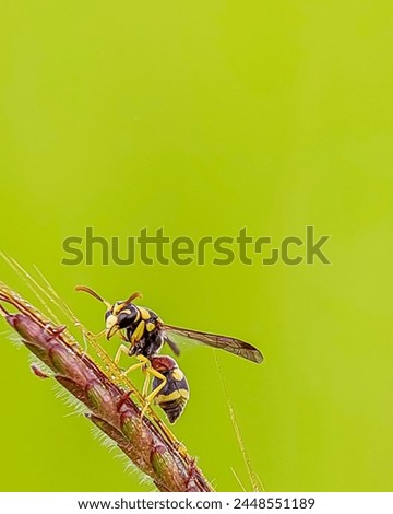 Wasp, any member of a group of insects in the order Hymenoptera, suborder Apocrita, some of which are stinging. Royalty-Free Stock Photo #2448551189