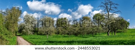 Panoramic photo of an orchard meadow in spring with sunshine and fine weather with blossoming cherry, apple and other fruit trees and a clear cloud cover