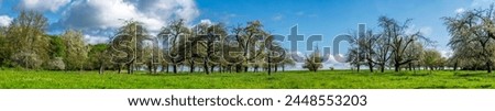 Panoramic photo of an orchard meadow in spring with sunshine and fine weather with blossoming cherry, apple and other fruit trees and a clear cloud cover