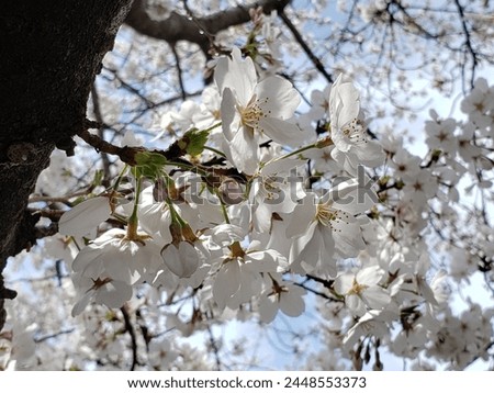  White Cherry Blossom Flower Pictures