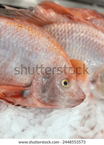 a photography of two fish sitting on top of a pile of ice.