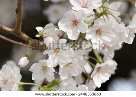 Flower branch with many white Someiyoshino cherry blossoms blooming against the blue sky. Royalty-Free Stock Photo #2448553863