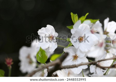 Flower branch with many white Someiyoshino cherry blossoms blooming against the blue sky. Royalty-Free Stock Photo #2448553995