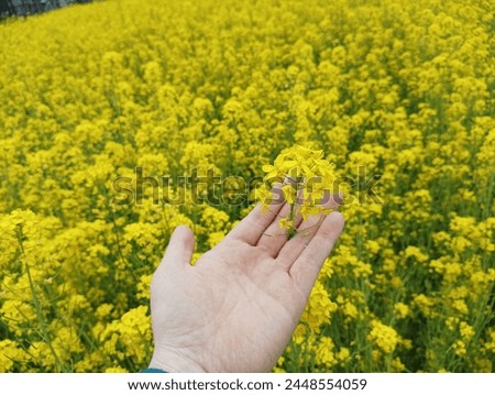 Yellow revolution: Mustard Oil farming becomes popular in Kashmir Valley Beautiful Hand Pic