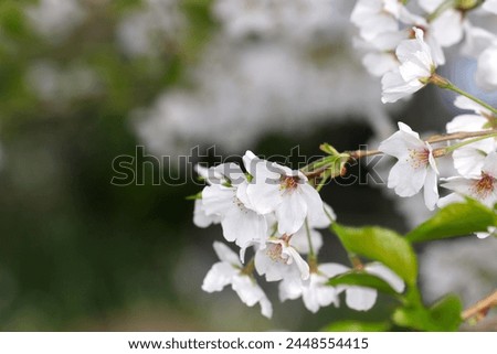 Flower branch with many white Someiyoshino cherry blossoms blooming against the blue sky. Royalty-Free Stock Photo #2448554415