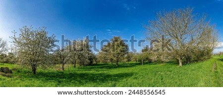 Panoramic photo of an orchard meadow in spring with sunshine and fine weather with blossoming cherry, apple and other fruit trees and a clear cloud cover Royalty-Free Stock Photo #2448556545