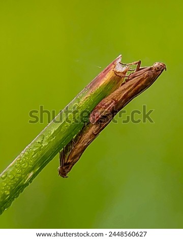 Oncocera semirubella, a beautifully-coloured little moth, with pink and yellow forewings, sometimes exhibiting a whitish stripe along the leading edge of the forewing. Royalty-Free Stock Photo #2448560627