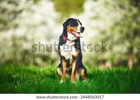 The great swiss mountain dog