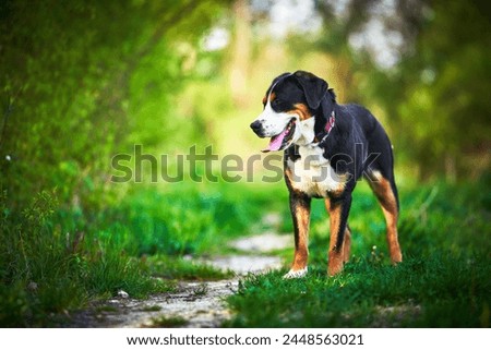 The great swiss mountain dog