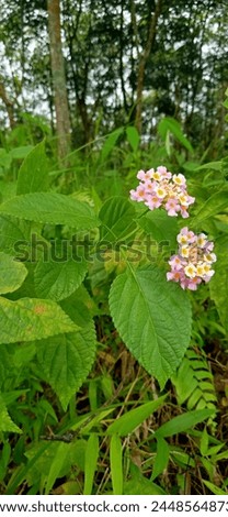 Saliara or Lantana camara is a type of flowering plant from the Verbenaceae family originating from tropical regions in Central and South America. This picture is Lantana Camara in Indonesian Forest