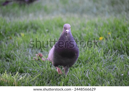 a pigeon in the grass poses for a picture