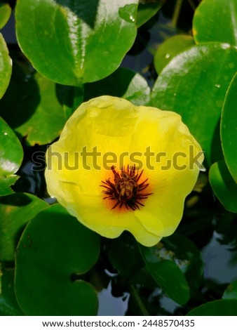 Stunning close-up of Hydrocleys nymphoides waterpoppy yellow flower with green leaves selective focus vertical background blurred background detailed view top or aerial ankle view 