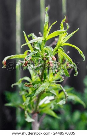 Peach Tree Fungus Disease. Peach Tree with Lurl Leaves. Fungal Infection of Peaches Tree. Taphrina deformans. Diseases and Pests of Fruit trees, Pest control.  Royalty-Free Stock Photo #2448570805