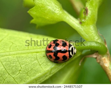 Red ladybugs appear in the middle of the leaf pattern