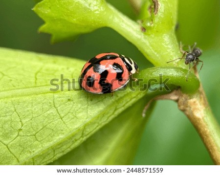 A red ladybug meets a black ant on a green leaf