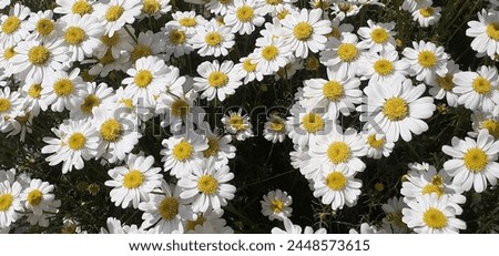 Corn Chamomile is an Asteraceae family flowering plant. It is also known as Anthemis Arvensis, Mayweed, Scentless Chamomile and Field Chamomile. The native place of this plant is Europe. Royalty-Free Stock Photo #2448573615