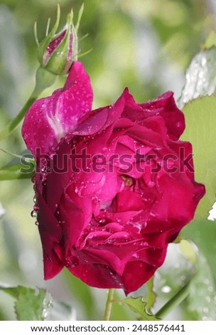 Purple and crimson color Grandiflora Rose Blue Eden flowers in a garden in June 2023