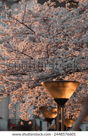 cherry blossoms in the spring