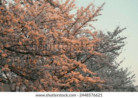 cherry blossoms in the spring