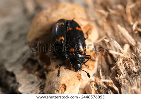 Couple of Himeobiookinokomushi beetles eating spongy mushroom (Natural+flash light, black background macro close-up photography)