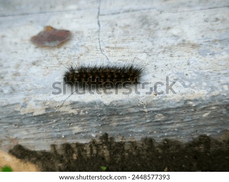 Caterpillars with fine hairs all over their bodies. if you touch its fur it will become itchy and red on the skin