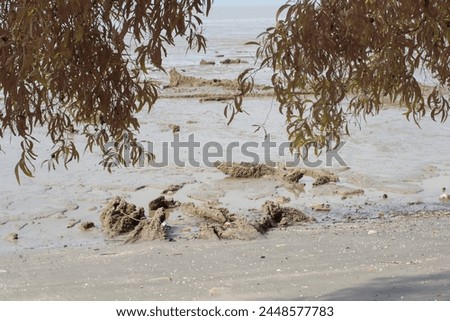 infrared image of the swampy mud beach environment at the low-tide beach.