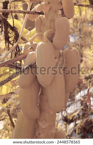 infrared image of the flower buds and fruits on the papaya trunk.