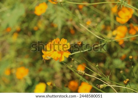 Orange flower close up photo in garden with bunch of flower, outfoor flower photo