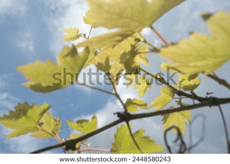 Grape leaves and branches with cloudy sky background