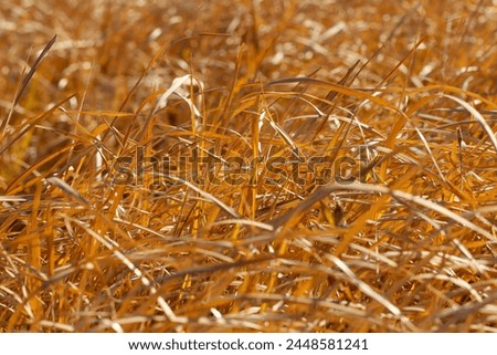 Bright landscape in which an image of withered and dry thatch bushes waving in the wind has been retouched in red and gold.