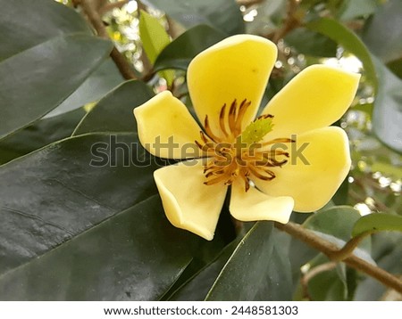 Yellow Magnolia Flowers Blooming in the Garden in Summer