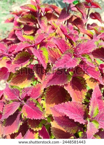 Stunning close-up of Coleus species Spur flower flybush Hullwort Hedgehog flower reddish brownish yellowish ornamental leaves ultrahd hi-res jpg stock image photo picture selective focus top view 