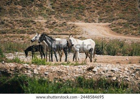 Wild horses, White horses, Gray horse, Wild horses standing in the meadow, two playful foals frolicking nearby