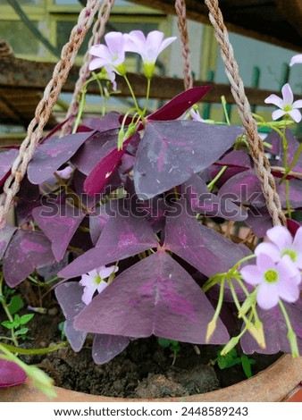 Stunning close-up of deep maroon trifoliate leaves and pale pink flowers of Oxalis triangularis plant(false shamrock) ultra hd hi-res jpg stock image photo picture selective focus vertical background
