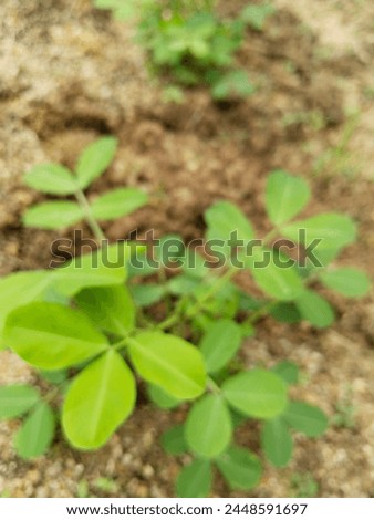 two-week-old peanut leaves about 20-30 centimeters tall. Royalty-Free Stock Photo #2448591697