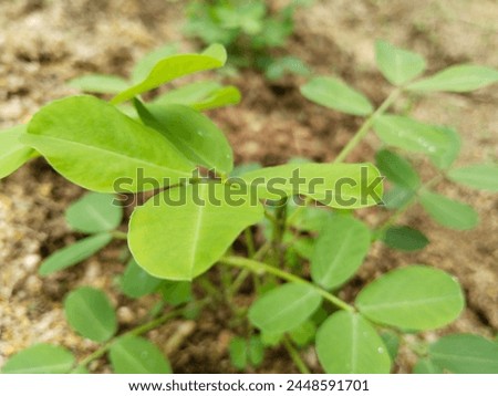 two-week-old peanut leaves about 20-30 centimeters tall. Royalty-Free Stock Photo #2448591701
