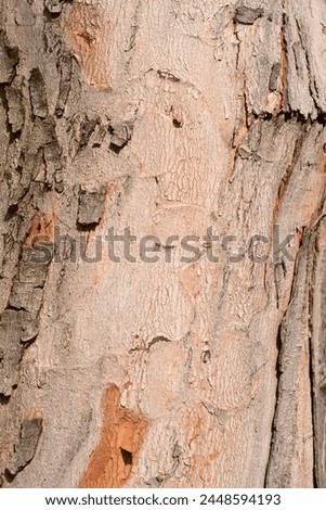 Silver maple bark detail - Latin name - Acer saccharinum Royalty-Free Stock Photo #2448594193