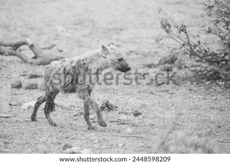 Spotted hyena running along arid ground