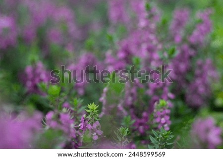 .Lavender flower, also known as lavender, originates from France and is one of the most loved flowers worldwide.Lavender has become a symbol of serenity, sophistication and romance