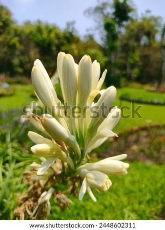 Stunning close-up of Tuberose(polyanthes tuberosa,agave amica )white flowers ultrahd hi-res jpg stock image photo picture selective focus vertical background blurred background side or straigt view 