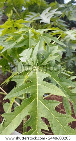 This picture is of a papaya leaf that is found in the tropics. This image was taken around the garden and is suitable for use as stock to make work easier or just complete your school assignments.