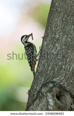 Freckle breasted Woodpecker In Saigon